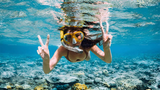 Snorkelen met zeeschildpadden vanuit Bentota