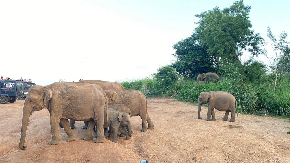 Private Transfer from Polonnaruwa to Sigiriya with Hurulu Eco Park Safari