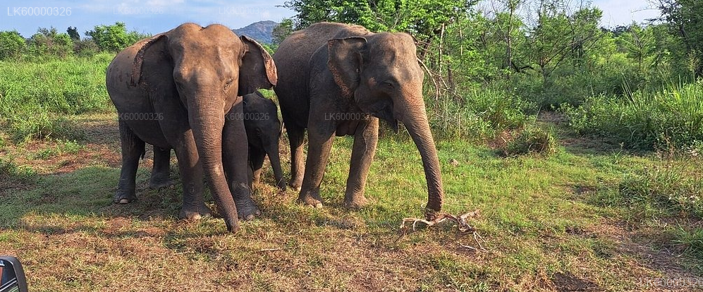 Private Transfer from Polonnaruwa to Sigiriya with Hurulu Eco Park Safari