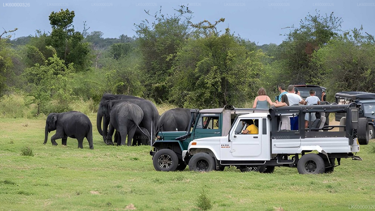Private Transfer from Polonnaruwa to Sigiriya with Hurulu Eco Park Safari