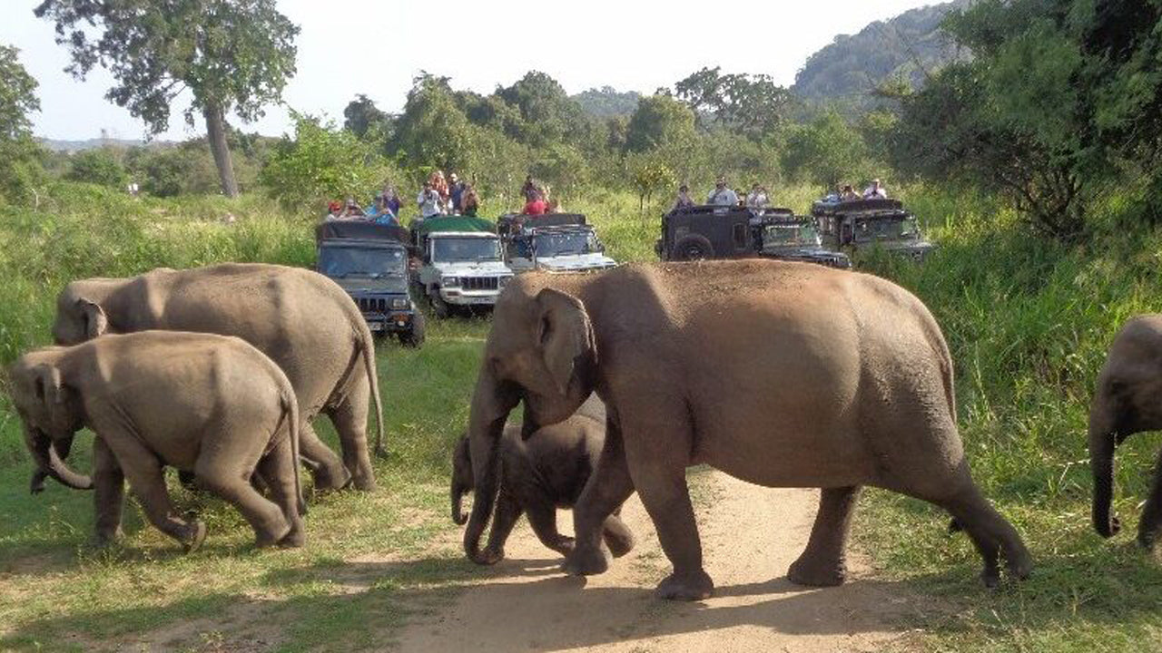 Hurulu Eco Park Safari-dagtrip vanuit Pasikuda