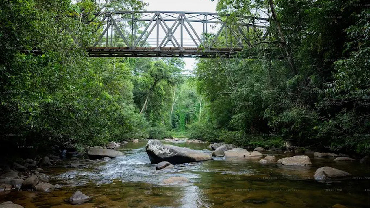 Trektocht door het Sinharaja-regenwoud naar de Leeuwenrots