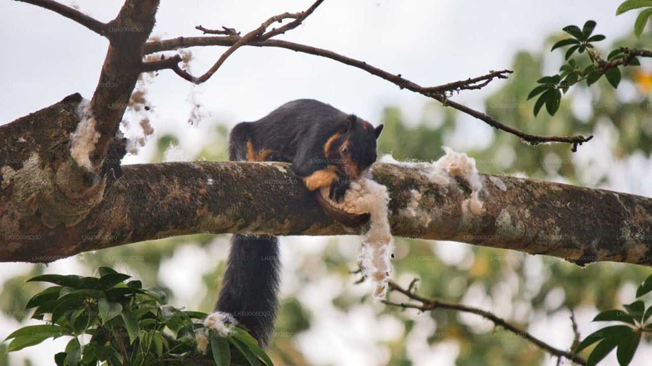 Rondleiding door het Sinharaja-regenwoud vanuit Kosgoda
