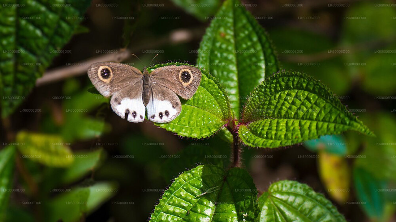 Rondleiding door het Sinharaja-regenwoud vanuit Kosgoda