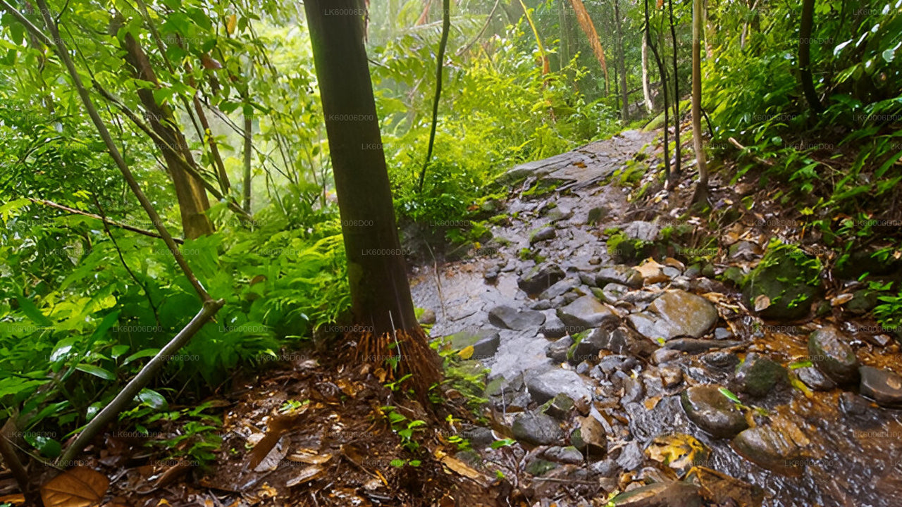 Rondleiding door het Sinharaja-regenwoud vanuit Kosgoda