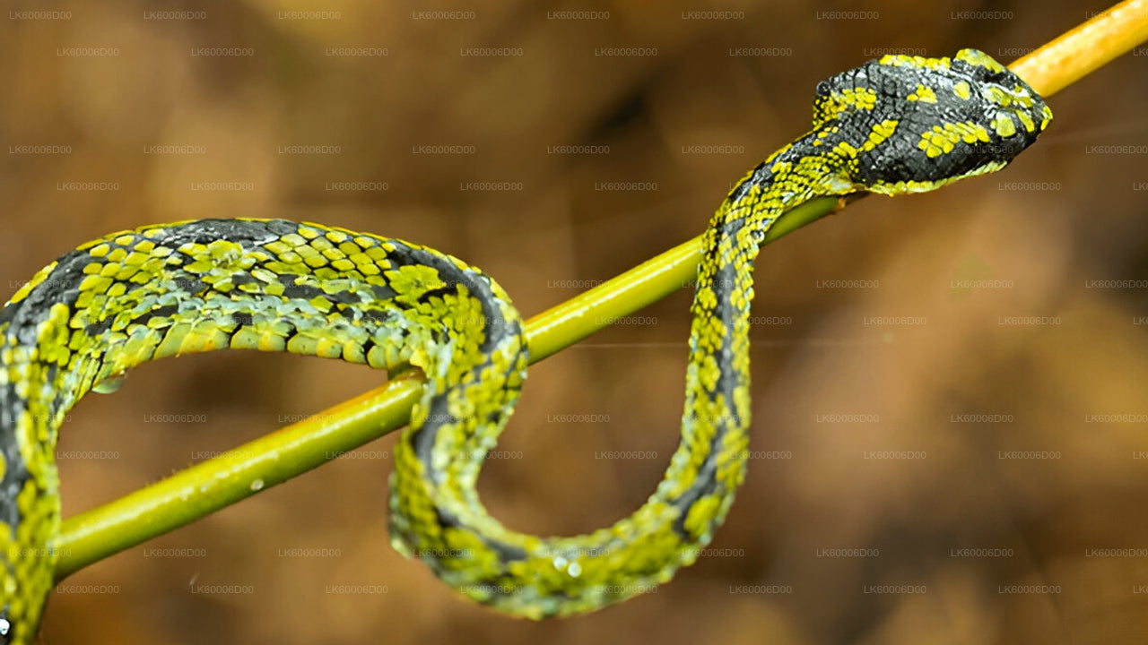 Trektocht door het Sinharaja-regenwoud naar de Leeuwenrots