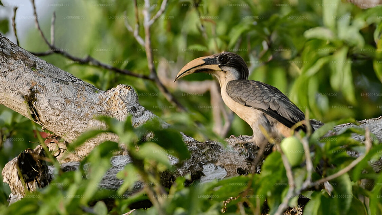 Trektocht door het Sinharaja-regenwoud naar de Leeuwenrots