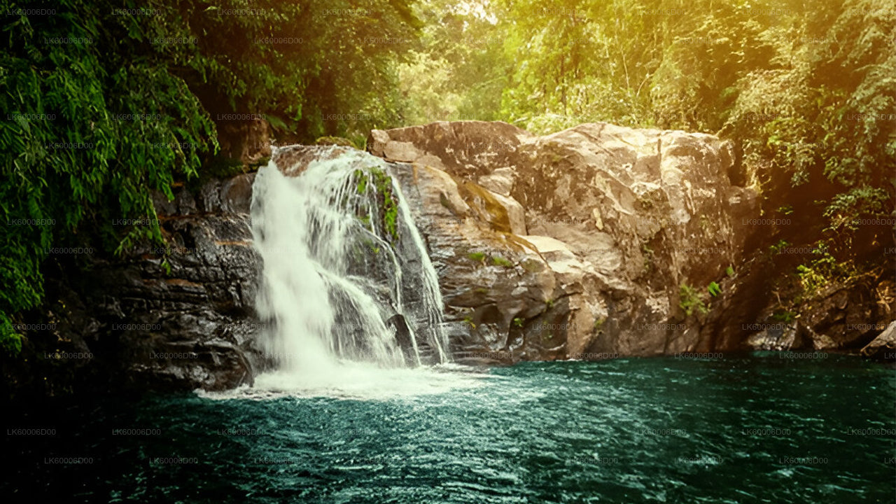 Rondleiding door het Sinharaja-regenwoud vanuit Kosgoda