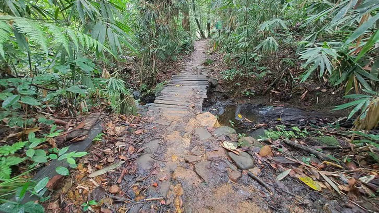 Dagtocht naar het Sinharaja-regenwoud vanuit Ahangama