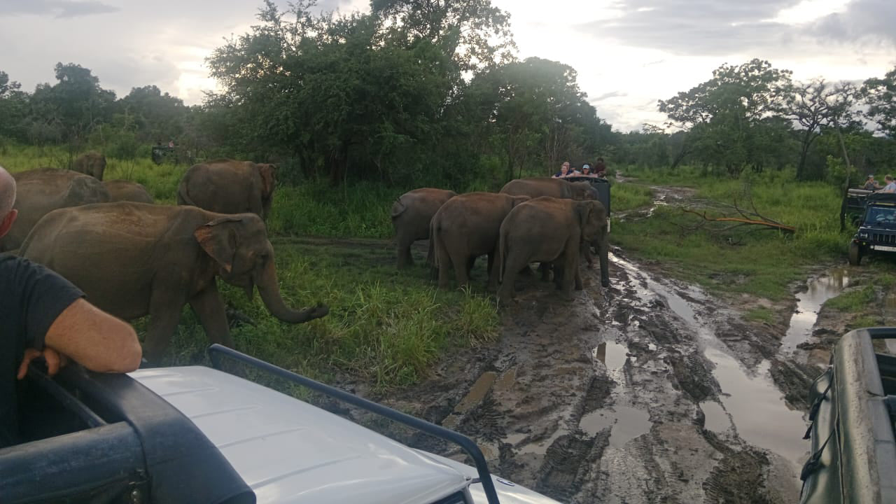 Polonnaruwa Heritage en Hurulu Eco Park Safari vanuit Pasikuda