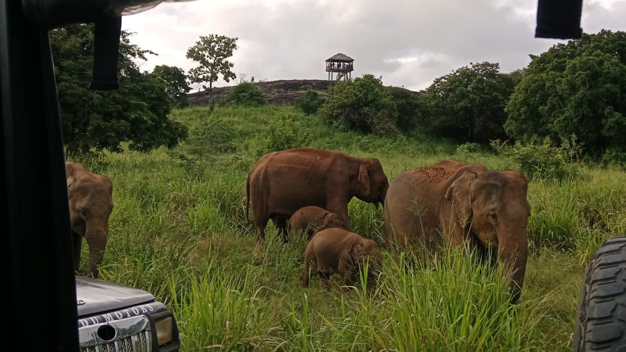 Polonnaruwa Heritage en Hurulu Eco Park Safari vanuit Pasikuda