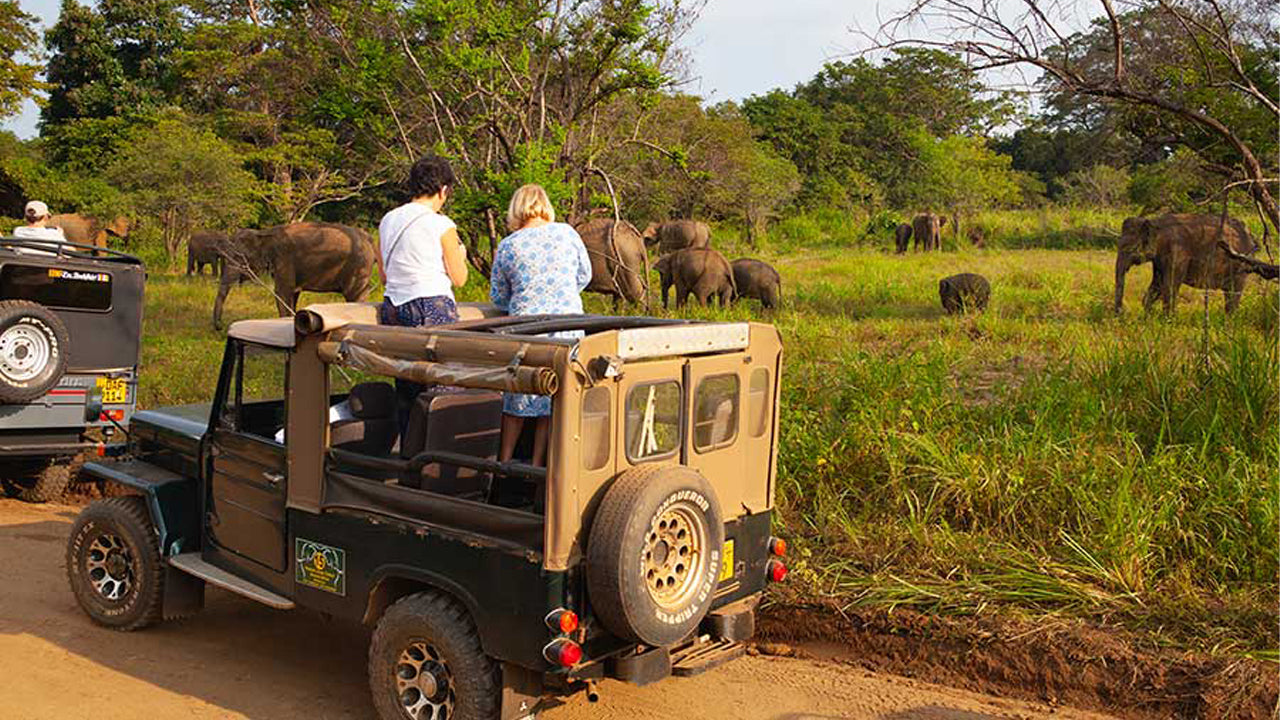 Polonnaruwa Heritage en Hurulu Eco Park Safari vanuit Pasikuda