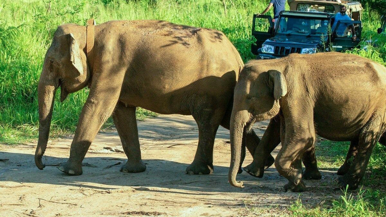 Polonnaruwa Heritage en Hurulu Eco Park Safari vanuit Pasikuda