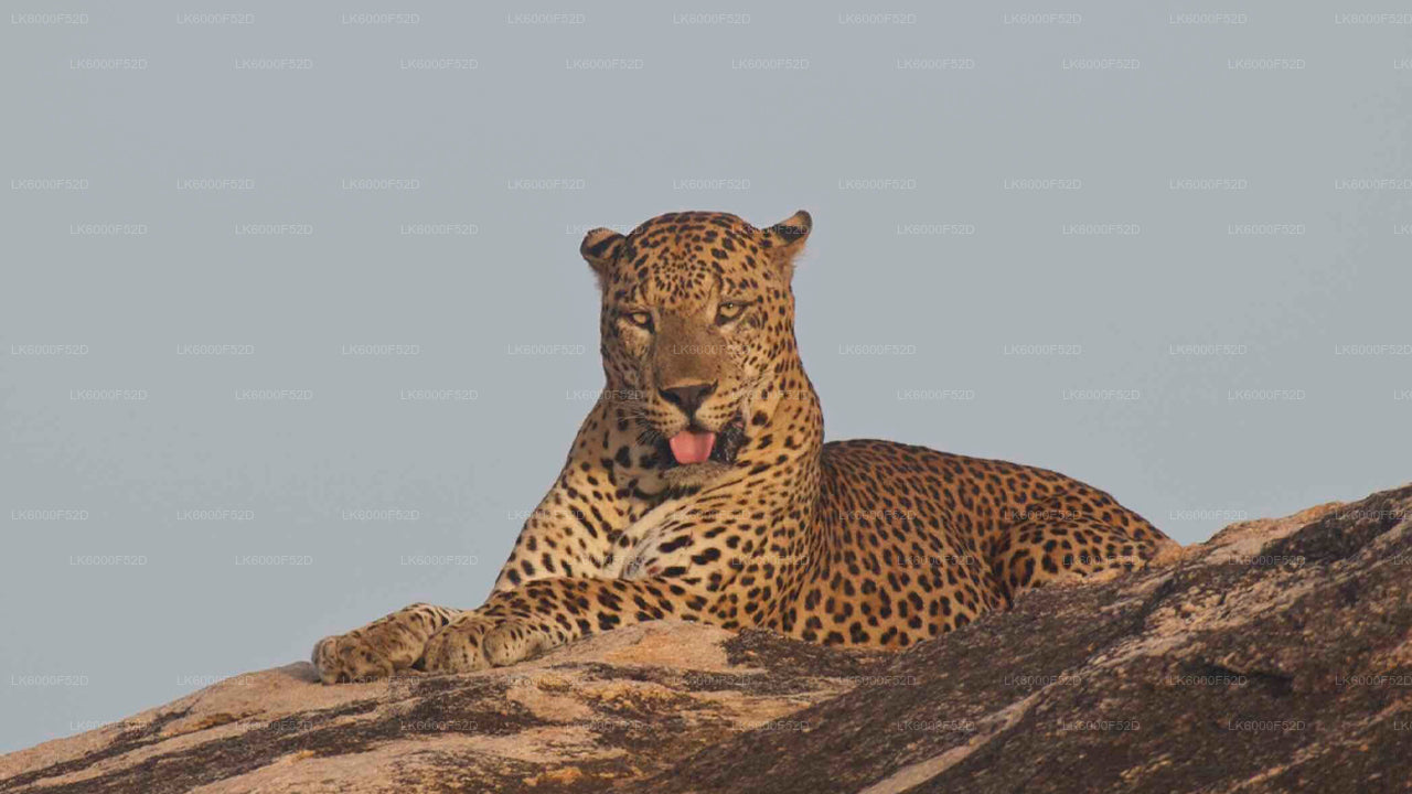 Camping Experience in Gal Oya (3 Days)