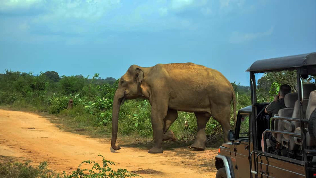 Udawalawe National Park Safari vanuit Ahangama