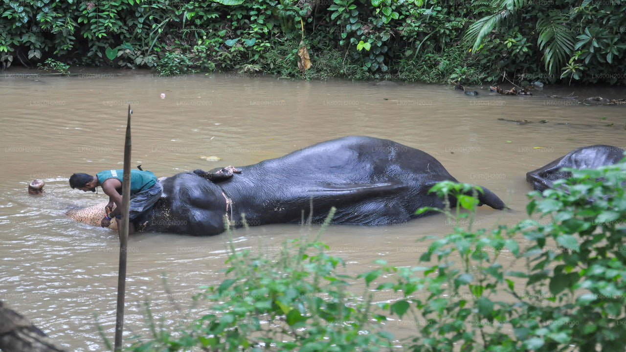 Bezoek van Kitulgala aan de Millennium Elephant Foundation