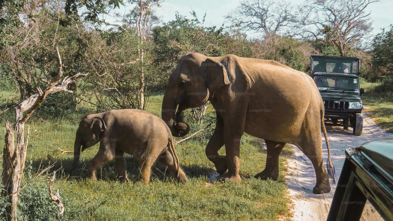 Yala Nationaal Park Safari vanuit Kalutara
