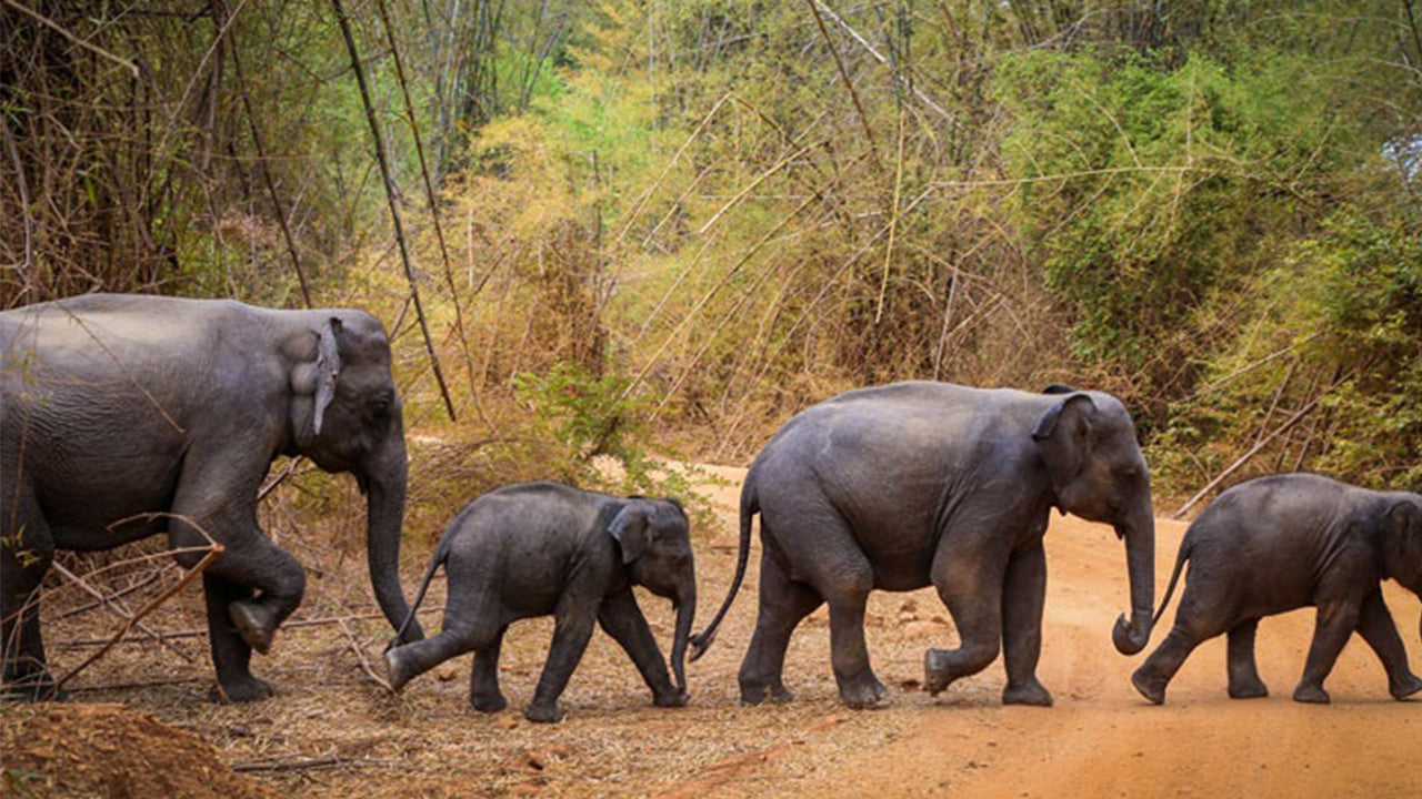 Safari in Nationaal Park Wasgamuwa vanuit Kandy