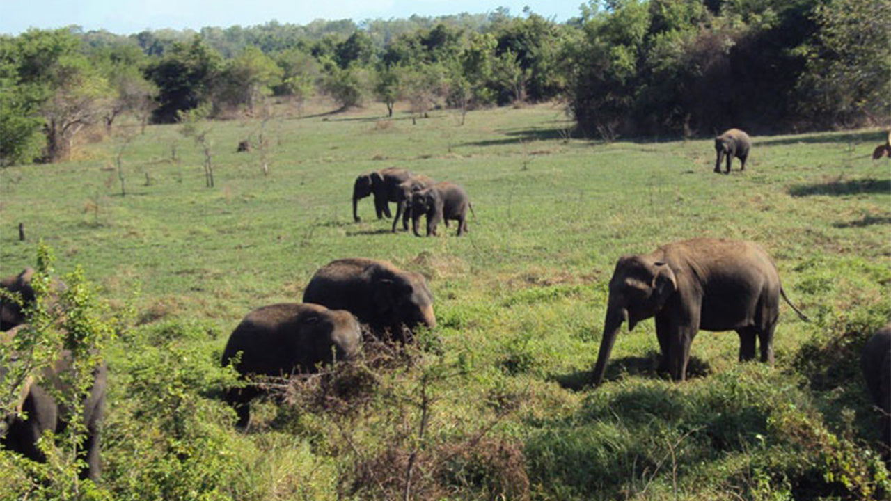 Safari in Nationaal Park Wasgamuwa vanuit Kandy