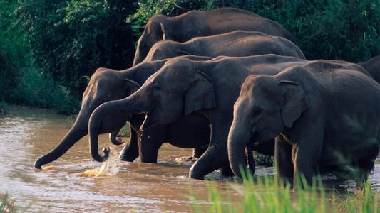 Safari in Nationaal Park Wasgamuwa vanuit Kandy