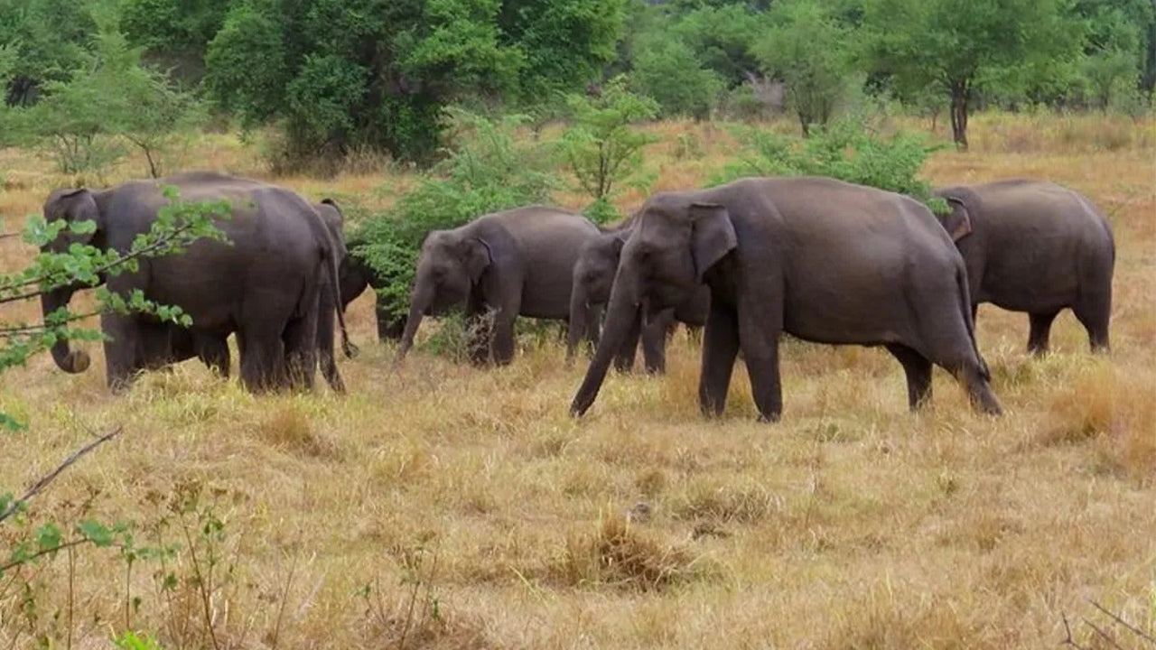 Safari in Nationaal Park Wasgamuwa vanuit Kandy