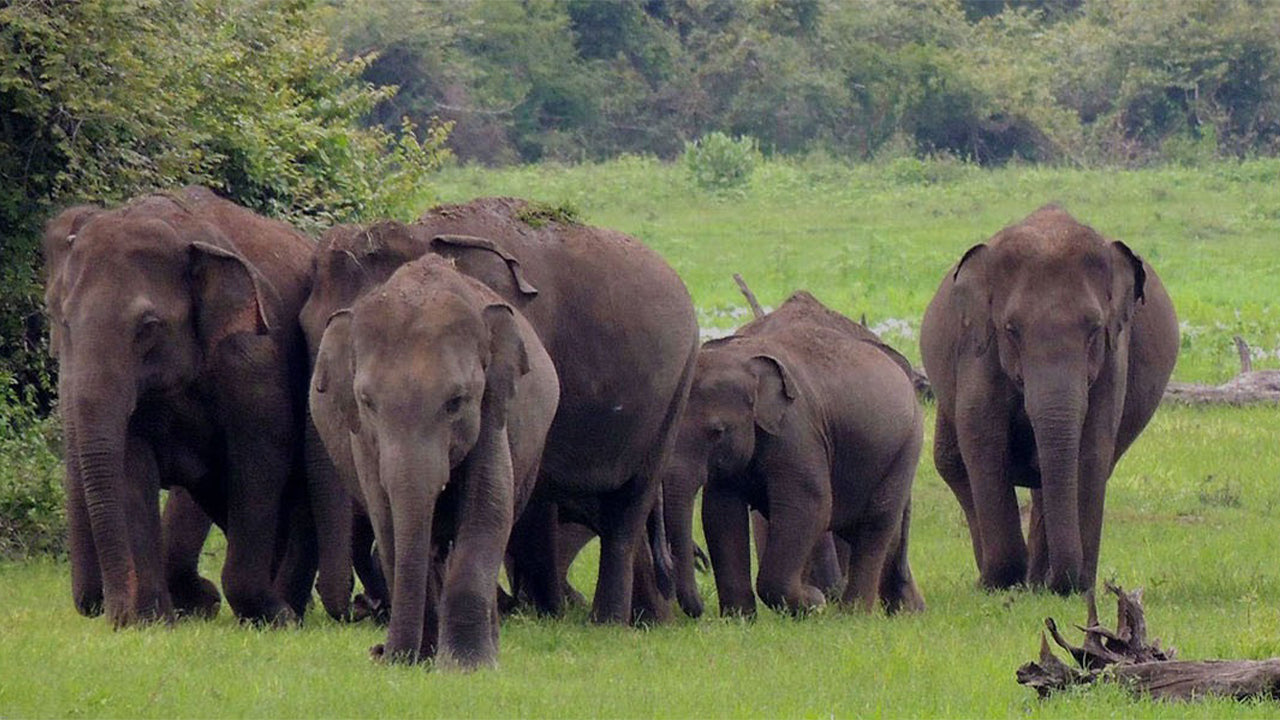 Safari in Nationaal Park Wasgamuwa vanuit Kandy