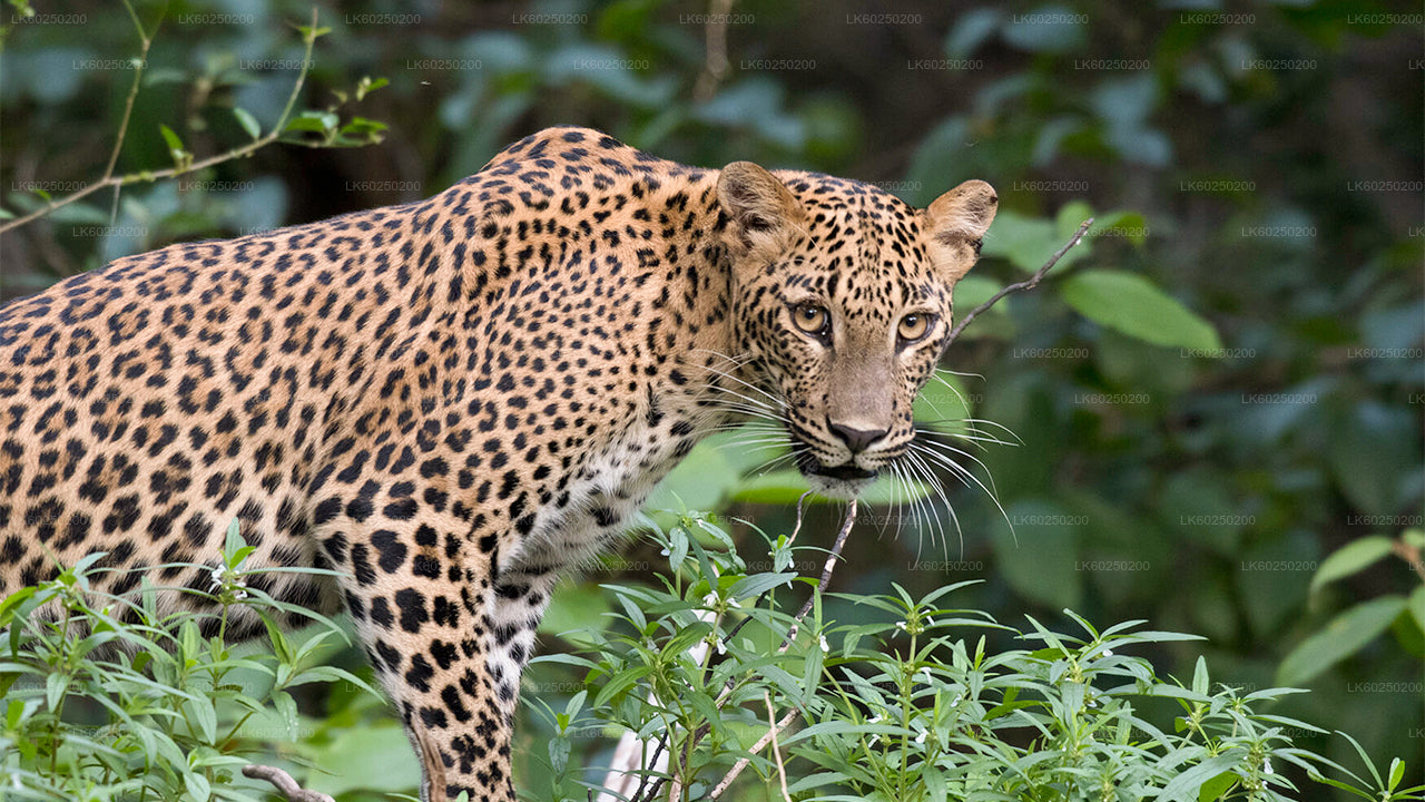 Yala Nationaal Park Safari vanuit Unawatuna