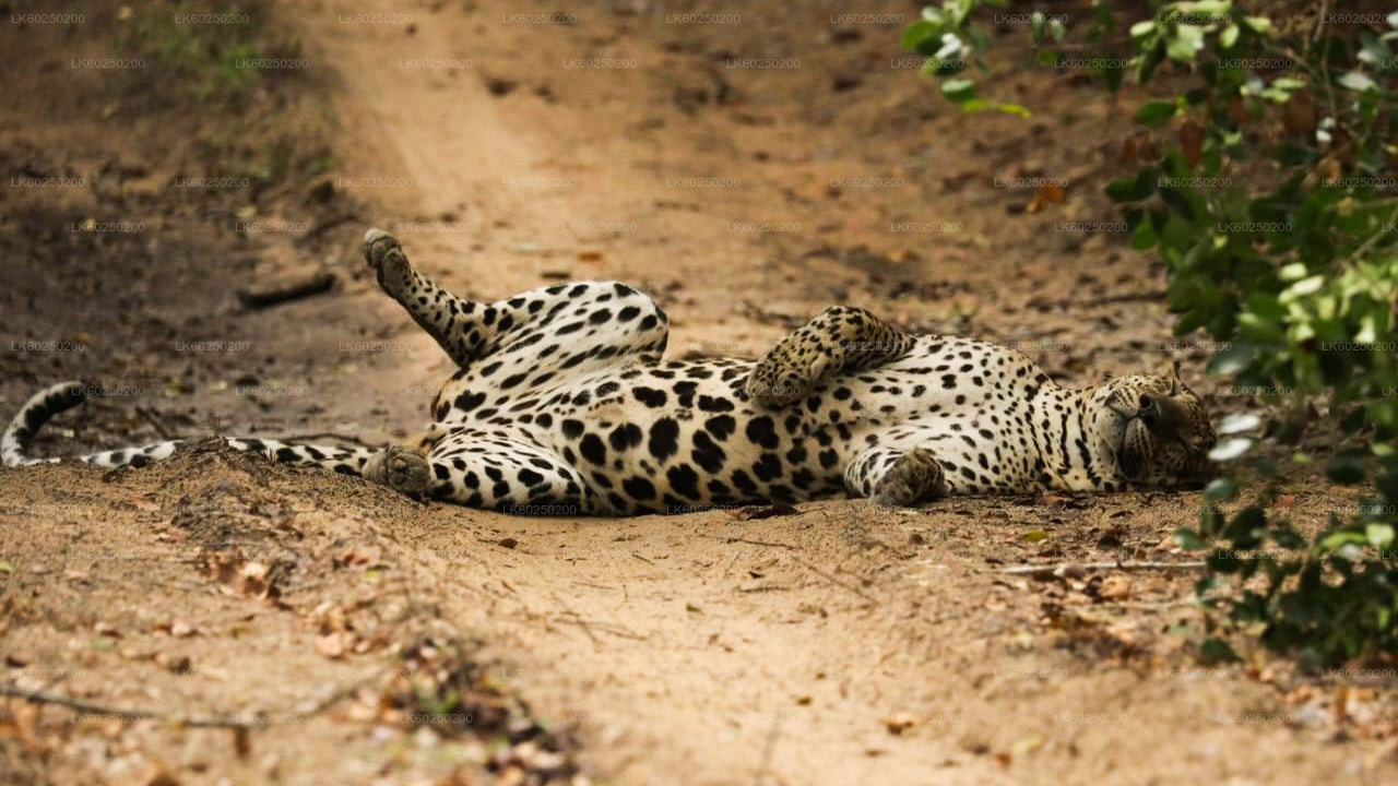 Yala Nationaal Park Safari vanuit Unawatuna