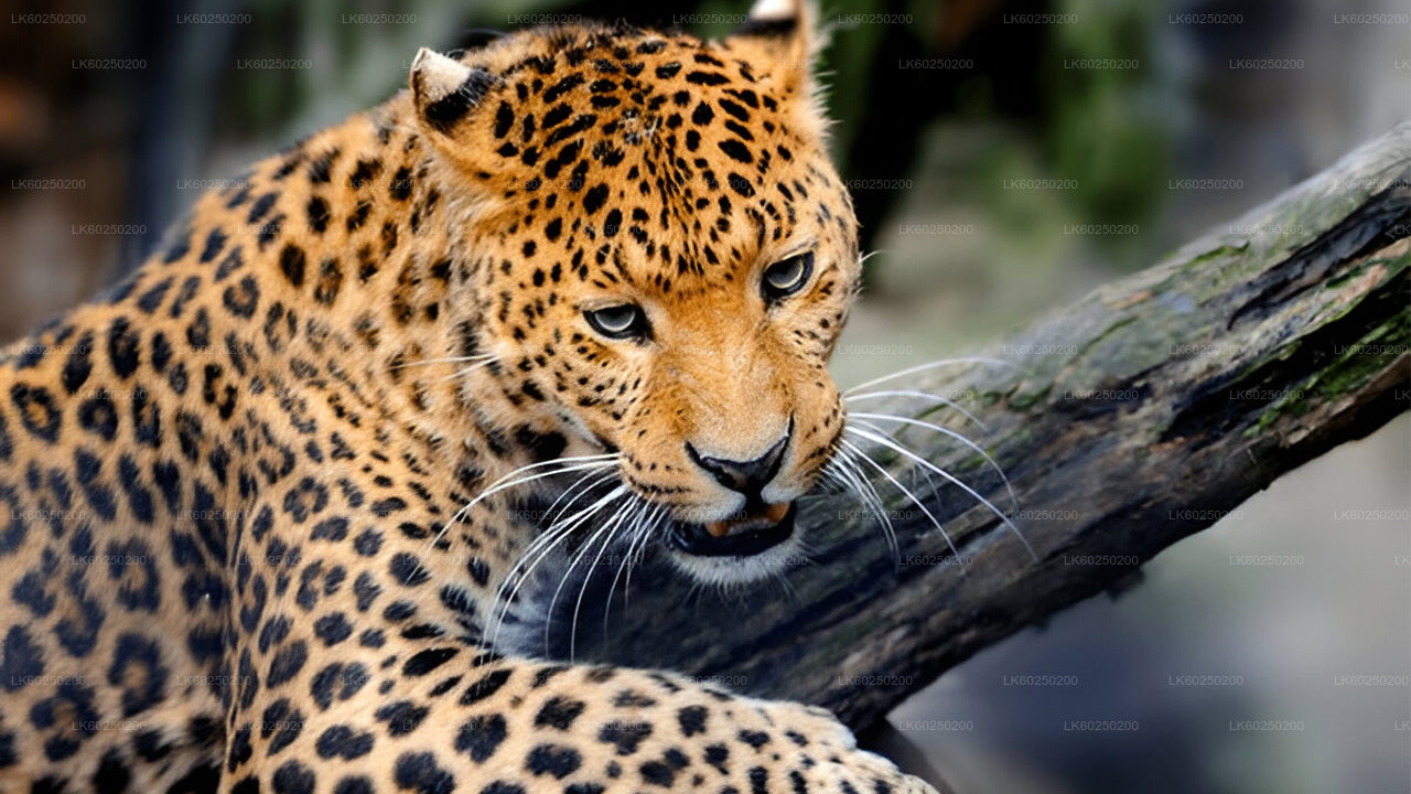 Yala Nationaal Park Safari vanuit Unawatuna