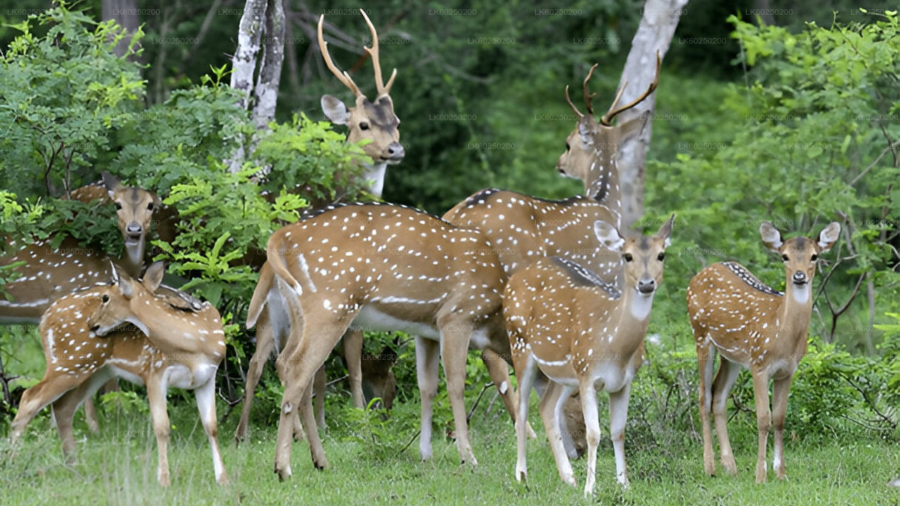 Yala Nationaal Park Safari vanuit Unawatuna
