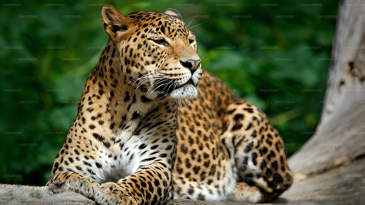 Yala Nationaal Park Safari vanuit Unawatuna