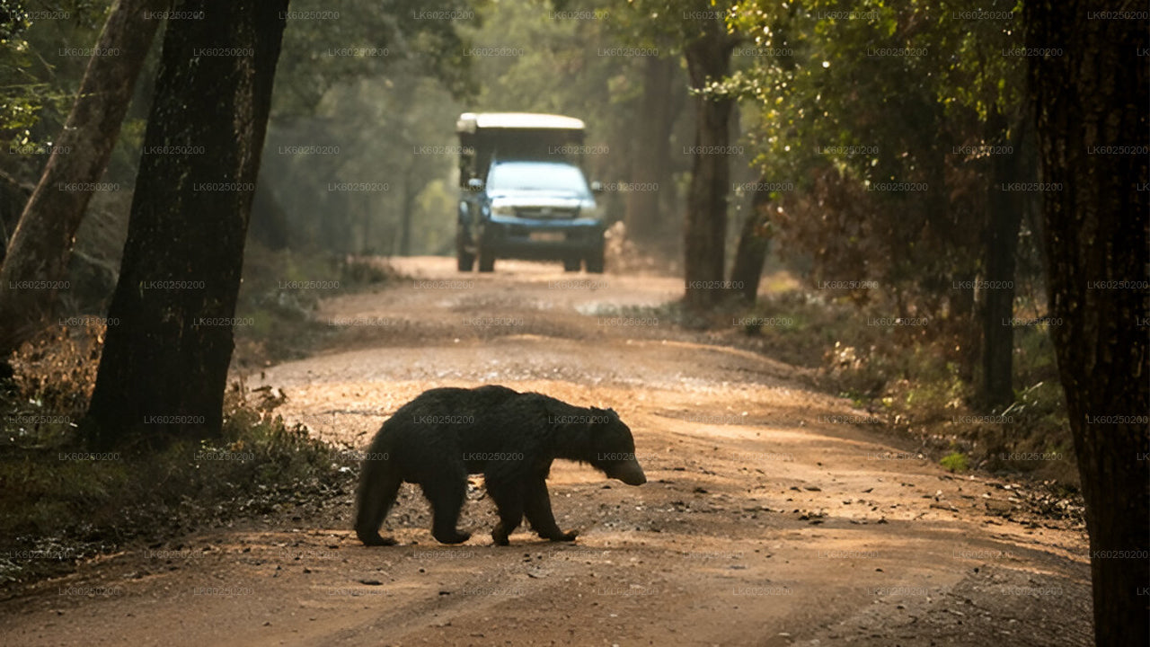Yala Nationaal Park Safari vanuit Unawatuna