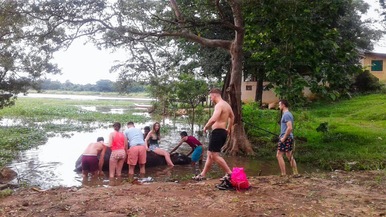 Safari met olifantenrug vanuit Habarana