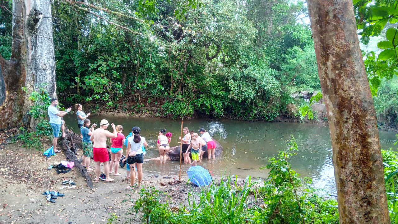 Safari met olifantenrug vanuit Habarana