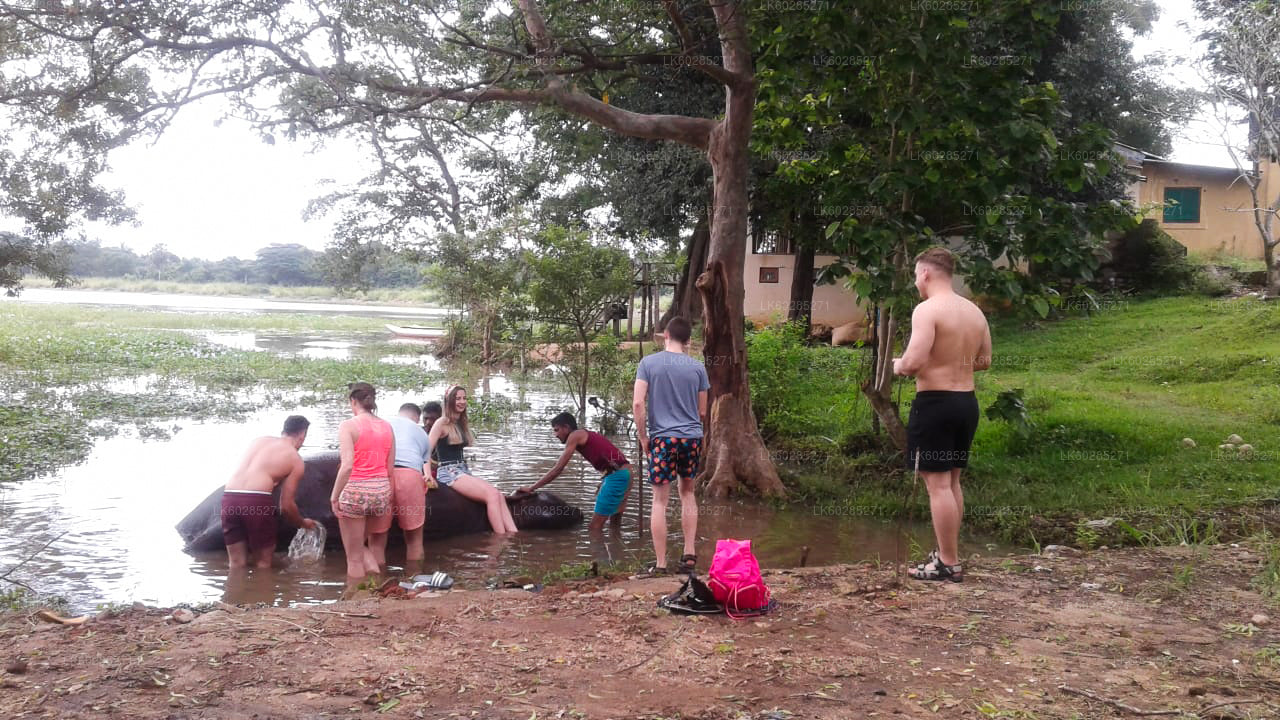 Safari met olifantenrug vanuit Habarana