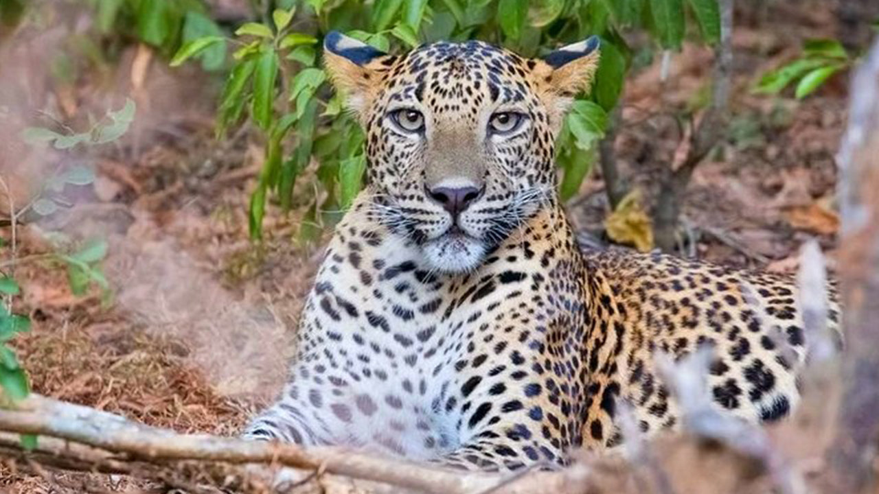 Safari in het nationale park Yala vanuit Weligama