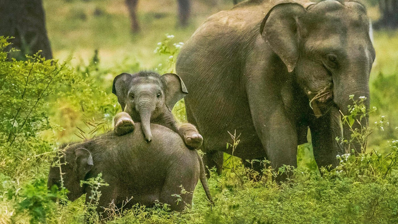 Safari in het nationale park Yala vanuit Weligama