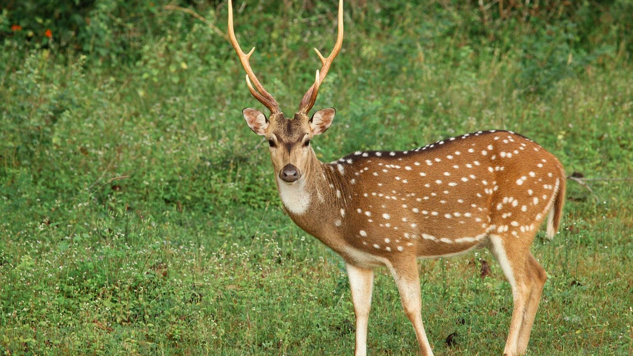 Safari in het nationale park Yala vanuit Weligama
