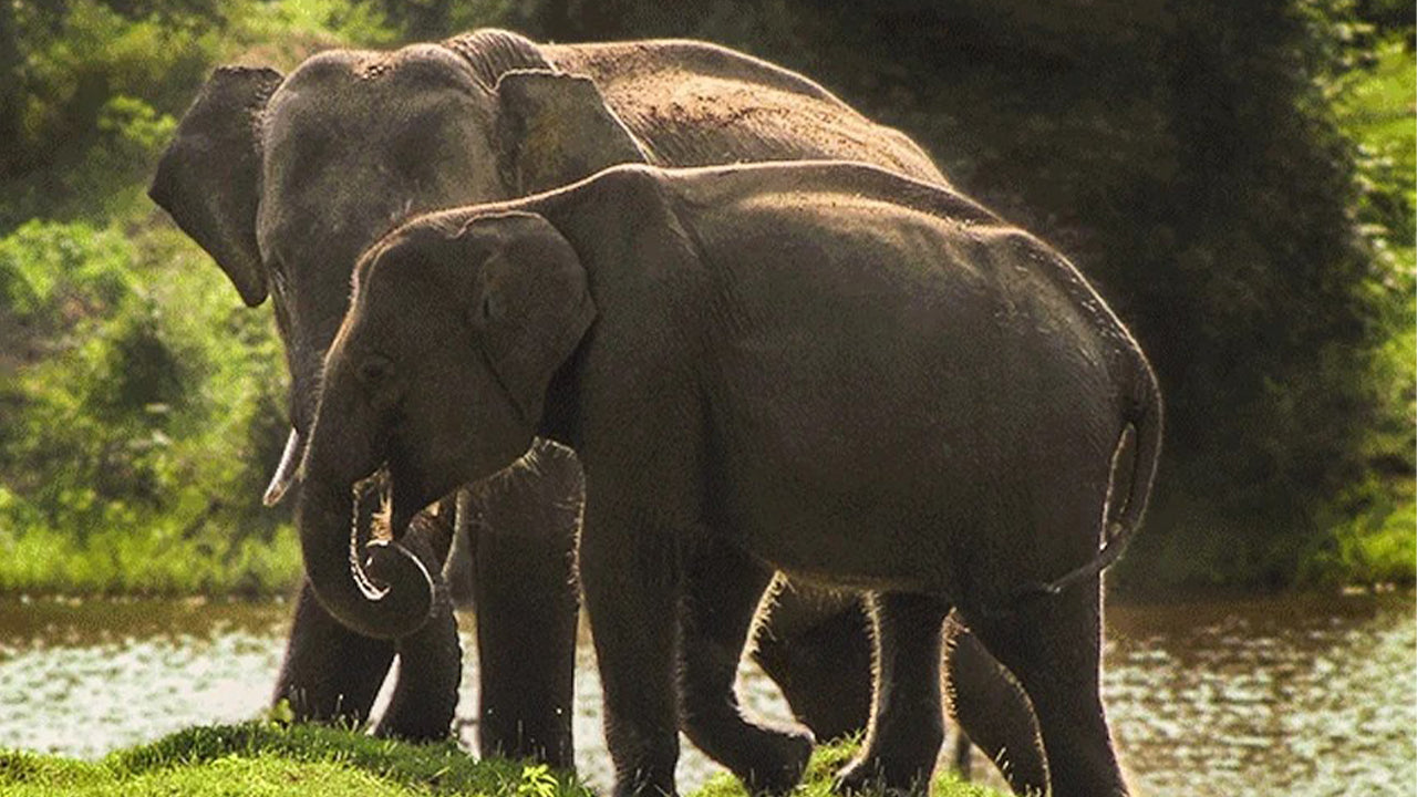 Safari in het nationale park Yala vanuit Weligama