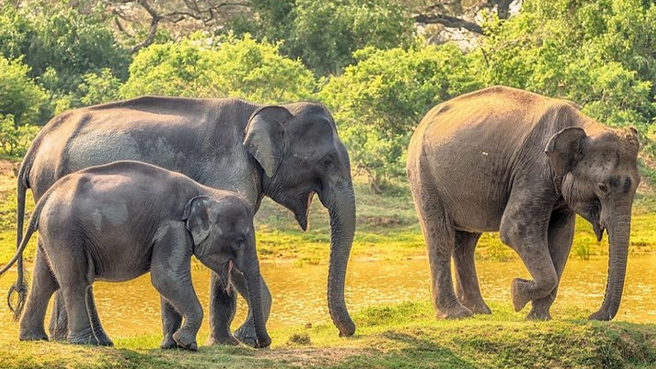 Safari in het nationale park Yala vanuit Weligama