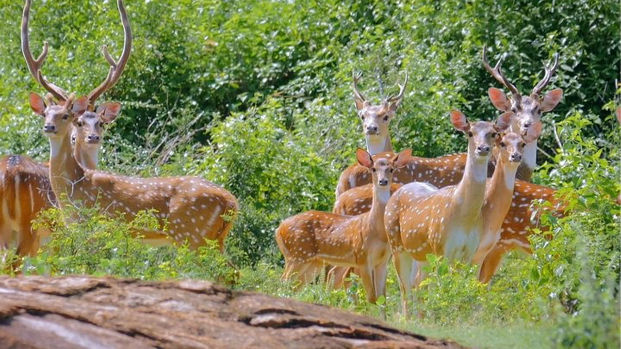 Safari in het nationale park Yala vanuit Weligama