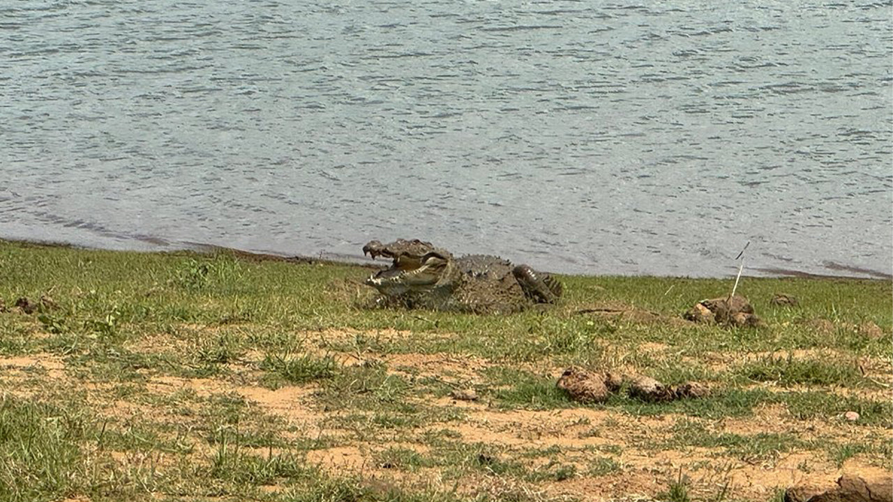 Safari in het nationale park Udawalawe vanuit Mirissa