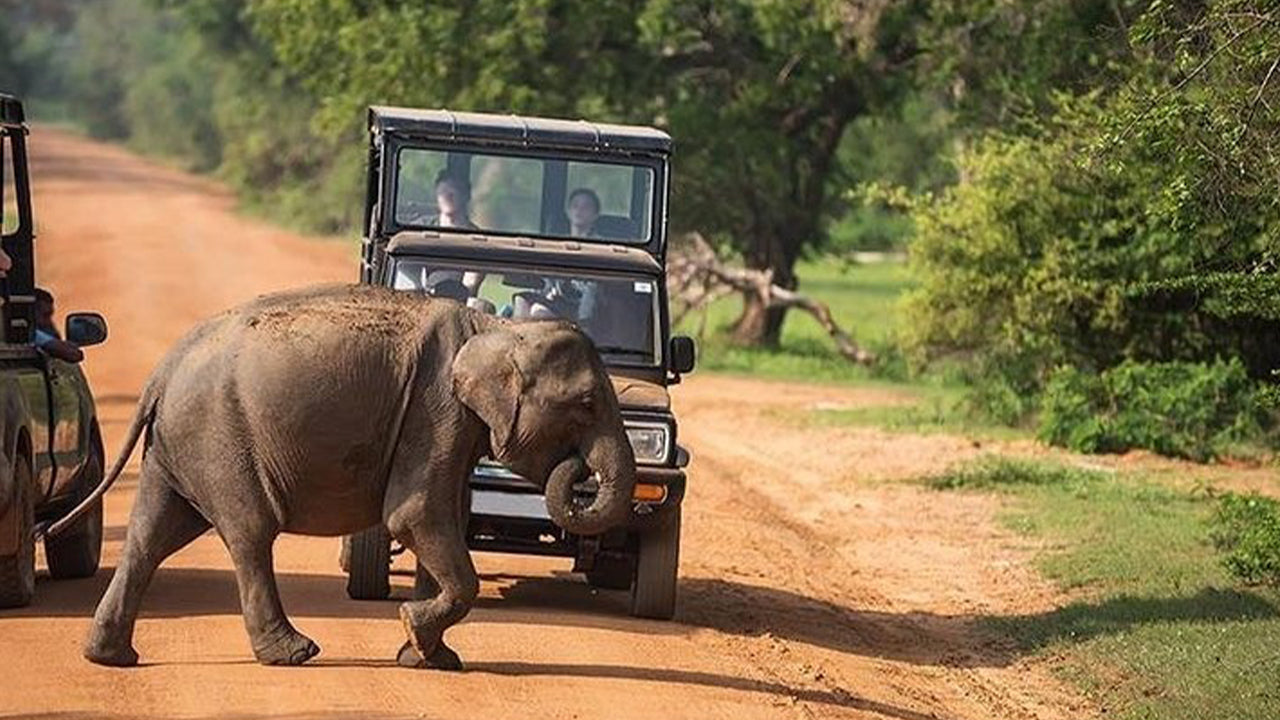 Safari in het nationale park Udawalawe vanuit Mirissa