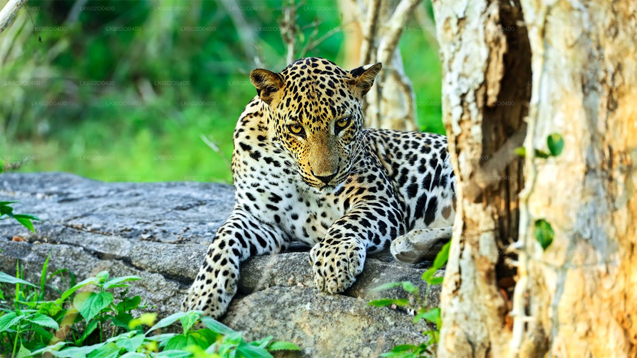 Yala National Park Safari vanuit Mirissa