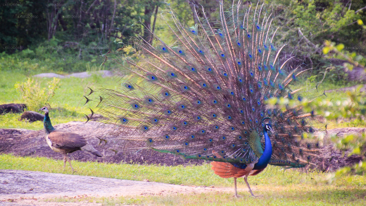 Yala National Park Safari vanuit Mirissa