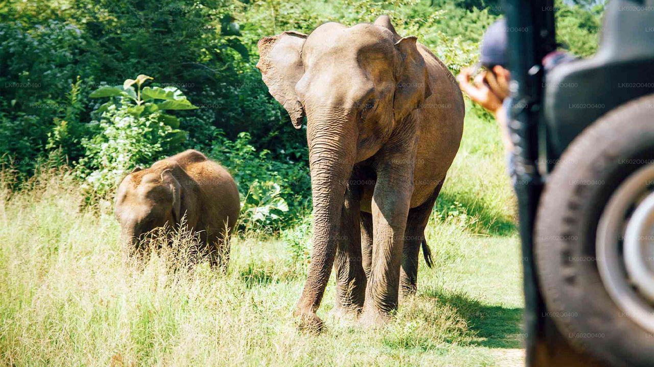 Yala National Park Safari vanuit Mirissa