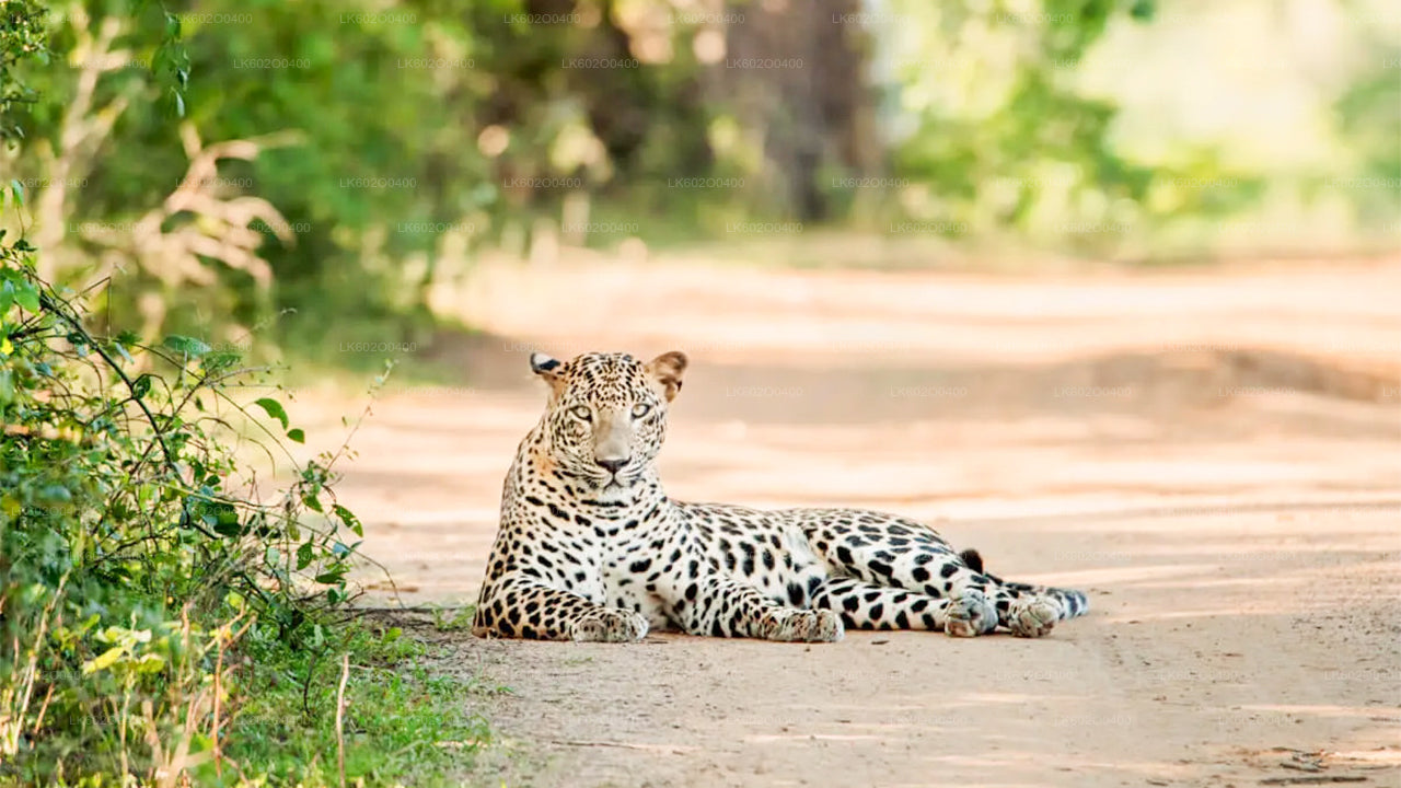 Yala National Park Safari vanuit Mirissa