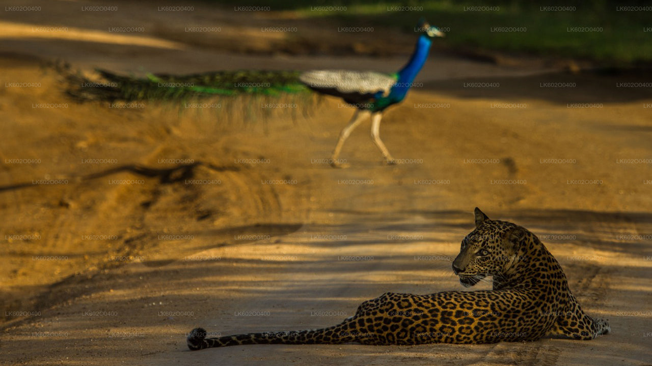 Yala National Park Safari vanuit Mirissa