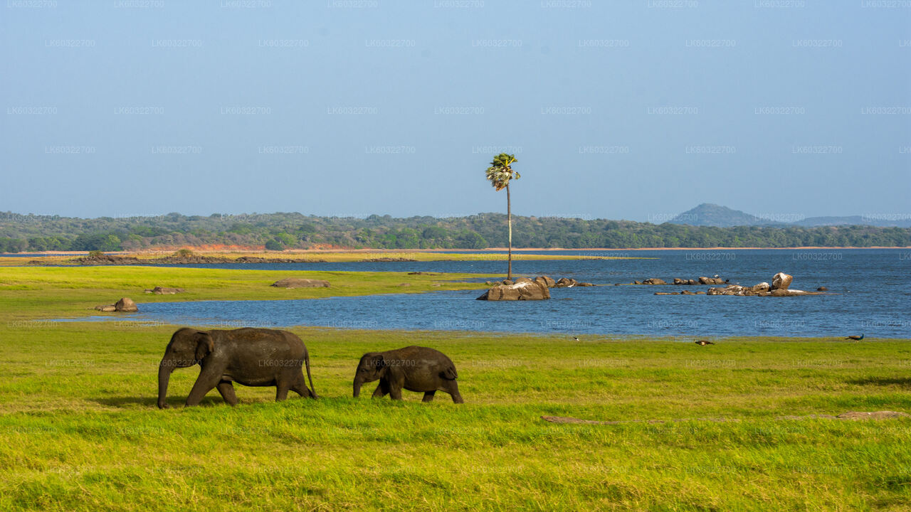 Minneriya Nationaal Park Safari vanuit Habarana