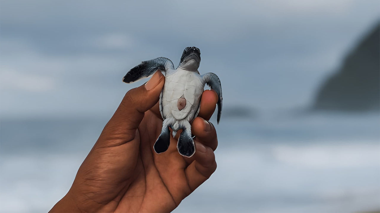Baby Turtle Release from Hikkaduwa